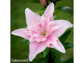 ruzova lilie asijska elodie 1