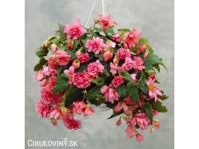 ruzova previsla begonie plnokveta 1