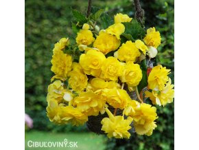 zluta previsla begonie plnokveta 1