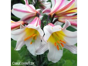 biloruzova lilie trumpetovita regale5