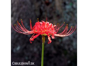 cervena pavouci lilie lycoris 1