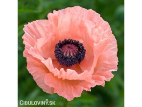 ruzovy mak papaver helen elisabeth 1