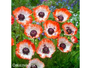 bilo cerveny mak vychodni papaver pinnacle 2