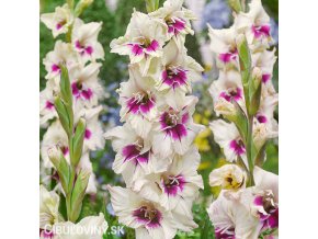 Mecik Gladiol Amber Mystique 1