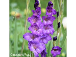 fialovy mecik Gladiol Blue Isle 1