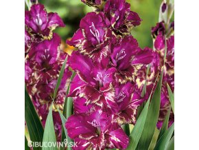 ruzovy mecik Gladiol Color Club 1