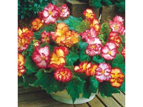 Begonie Crispa marginata mix 03