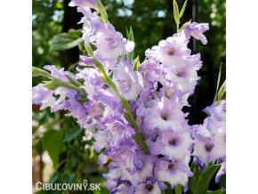 fialovy Mecik Gladiol Cote d'azur 1