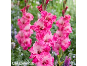 ruzovy mecik gladiolus hugo 1