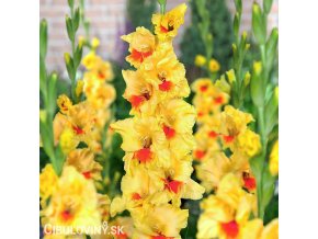 zluty gladiolus mecik jester 1