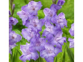 Gladiol Milka 02