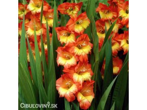 oranzovo zluty gladiolus mecik princess margaret 1