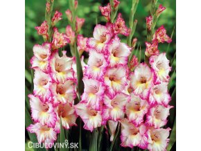 ruzovobily mecik gladiolus priscilla 1