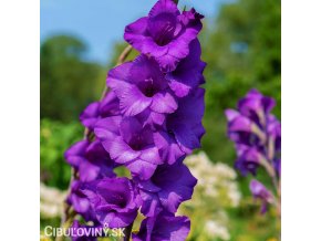 fialovy mecik gladiolus purple flora 1