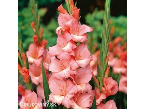 oranzovy mecik gladiolus spice and span 1