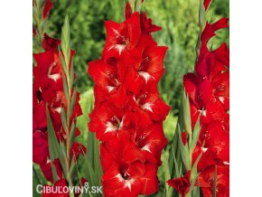 cerveny mecik Gladiol Traderhorn 1