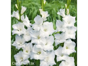 bily mecik Gladiol White Prosperity 1