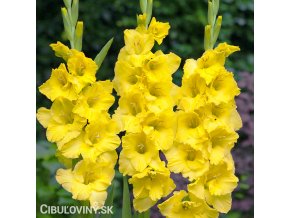 zluty mecik Gladiol Yellowstone 1