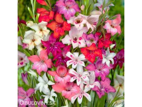 mecik mini smes gladiolus mix 1