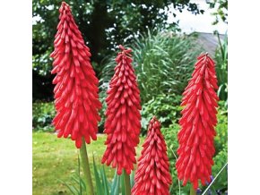 Kniphofia Amazing fun 03