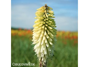Kniphofia mnohokvět bily ice queen 1