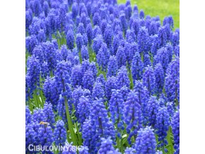 Modřenec Muscari armeniacum 4