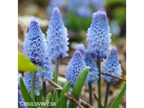 světlý modřenec muscari azureum 1