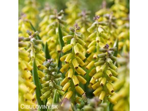 žlutý Modřenec Muscari golden fragrance 1