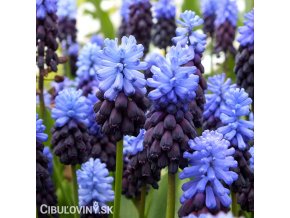 modřenec muscari latifolium 1