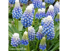 modrenec muscari mountain lady 1