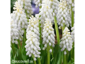 bílý Modřenec Muscari Snowqueen 1