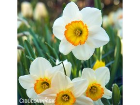 bílooranžový narcis flower record 1