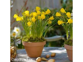 žlutý narcis bulbocodium golden bells 5