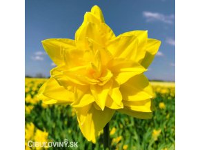 žlutý plnokvětý narcis golden ducat 4