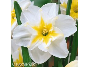 bílý narcis split lemon beauty 2