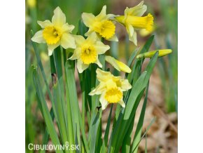 žlutý narcis lobularis 1