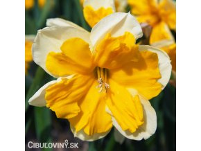 oranžovobílý narcis split orangery 1