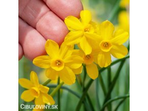 zluty narcis sabrosa 1