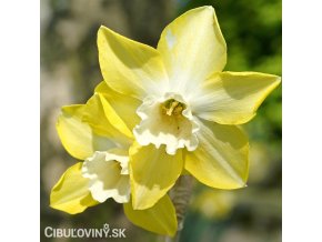 žlutobílý narcis sailboat lemon 1