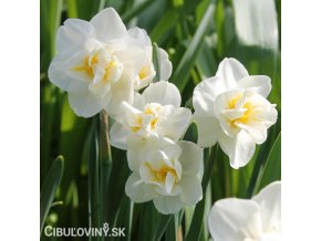 bílý plnokvětý narcis white cheerfulness 1