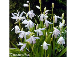 bila orchidej vzprimena bletilla alba 2