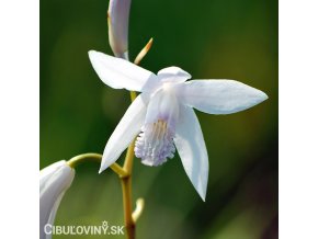 bila orchidej vzprimena bletilla alba 1