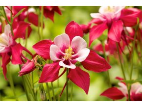 Aquilegia Crimson star 04