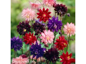 orlicky smes Aquilegia mix 1