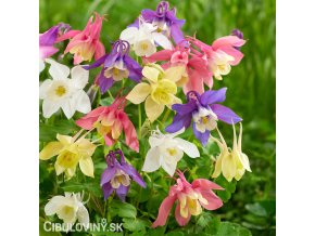 orlicky smes hybrid aquilegia mix 3