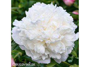 bila pivonka alba plena 1