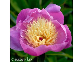 ruzovozluta pivona bowl of beauty 1