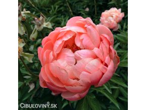 oranzova pivonka coral charm9