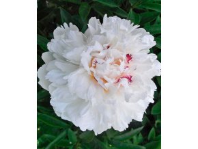 Paeonia couronne d'or 01