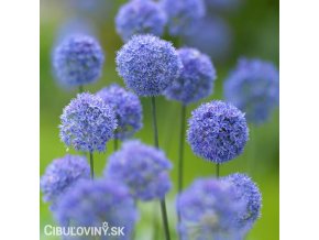 modry cesnek allium caeruleum 3